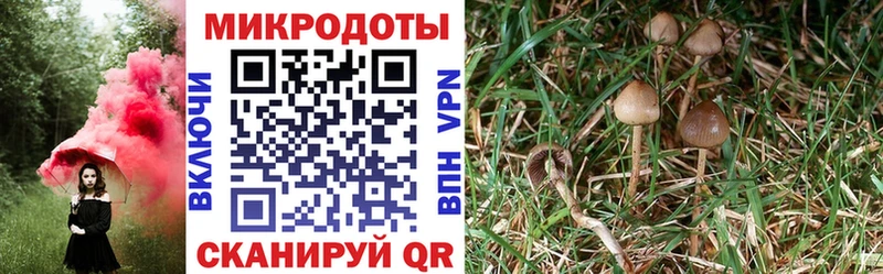 Псилоцибиновые грибы Psilocybe  Тетюши 